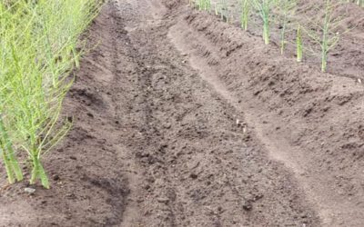 Einde asperge seizoen 2020!