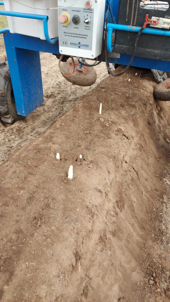 De huidige afbeelding heeft geen alternatieve tekst. De bestandsnaam is: asperge-2024.jpg